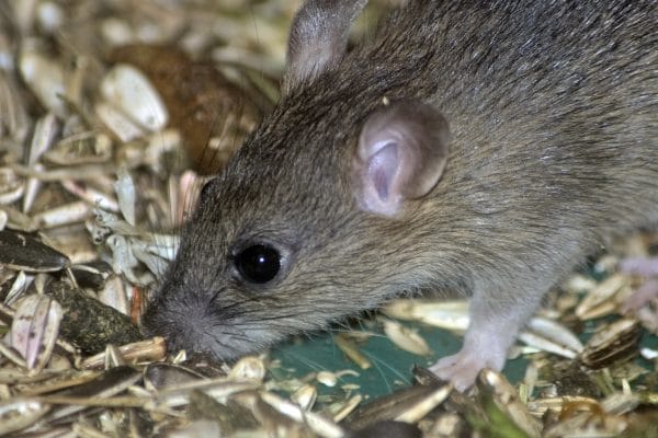Need a mouse exterminator
