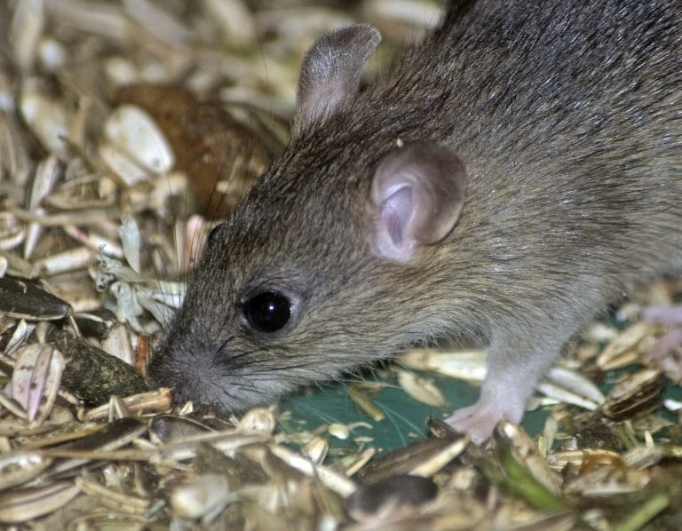 Need a mouse exterminator