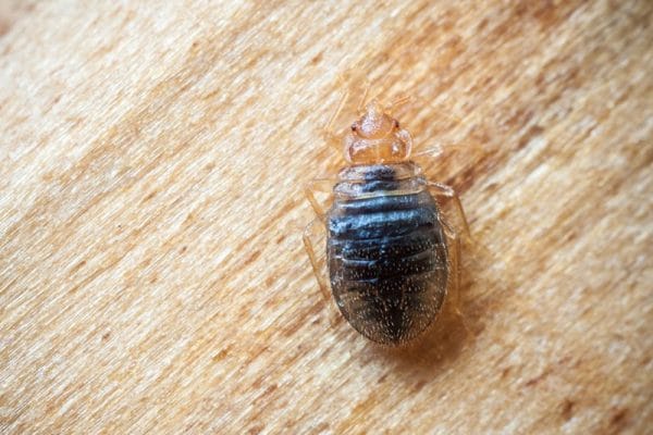 is this a bed bug