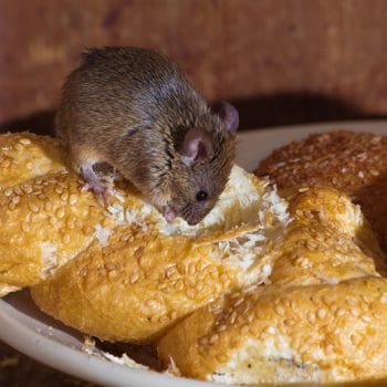 I need a mice exterminator