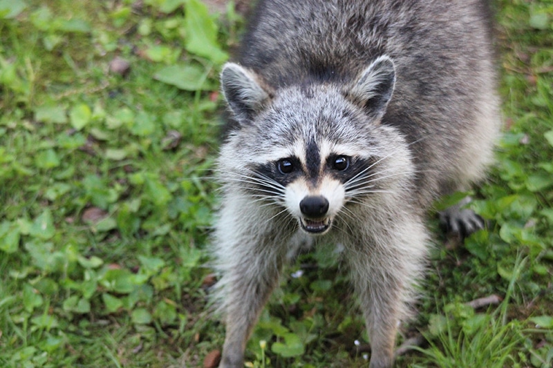 Natural raccoon deterrents Best Pest Control, Kalispell, Montana