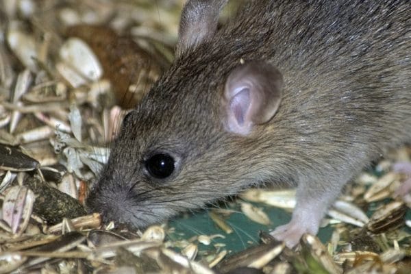 Mice in my attic