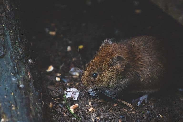 voles in my yard