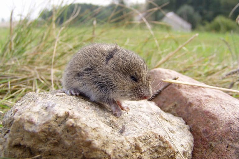 Vole removal near Kalispell