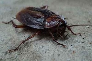 Cockroach Pest Control