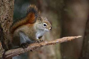 Residential, Commercial, Real Estate Pest Control